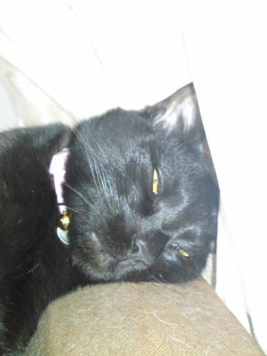 黒猫