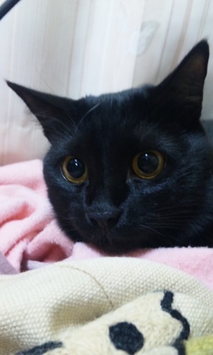 かわいい黒猫