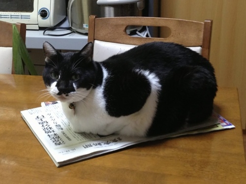 新聞の上の牛猫