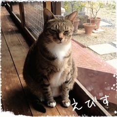 猫　えびす