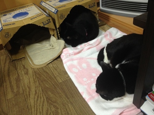 牛猫と黒猫/