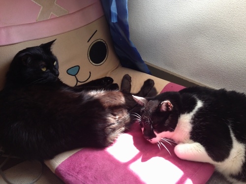 黒猫と牛猫 ココ チイ