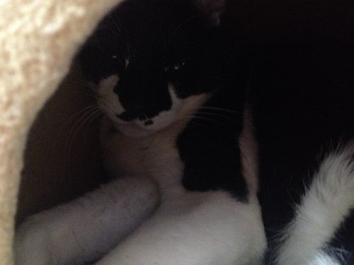 牛猫