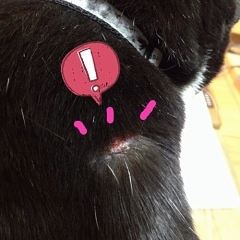 <br>傷ついたう牛猫　チイ