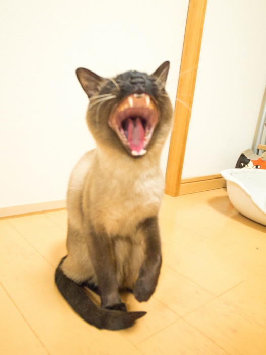 にこにこにこちゃん にこにこにこちゃん