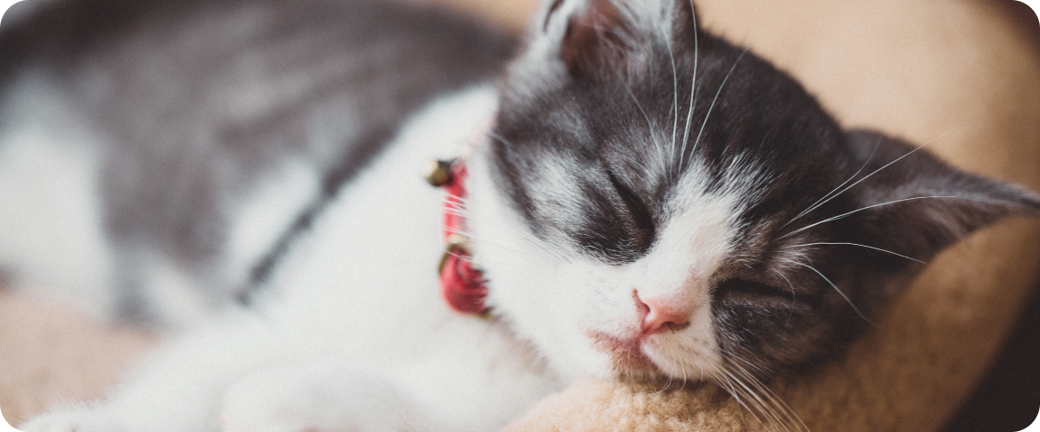 ペットの可愛い瞬間も削除しなくてOK