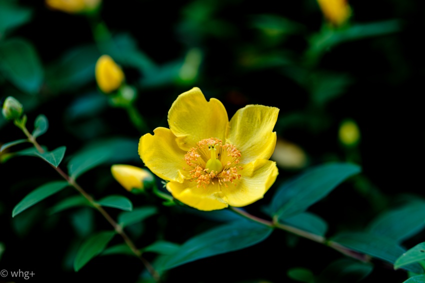 PH